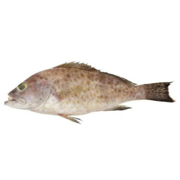 海石斑 Sea Grouper