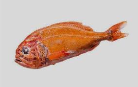 长寿鱼 Orange Roughy