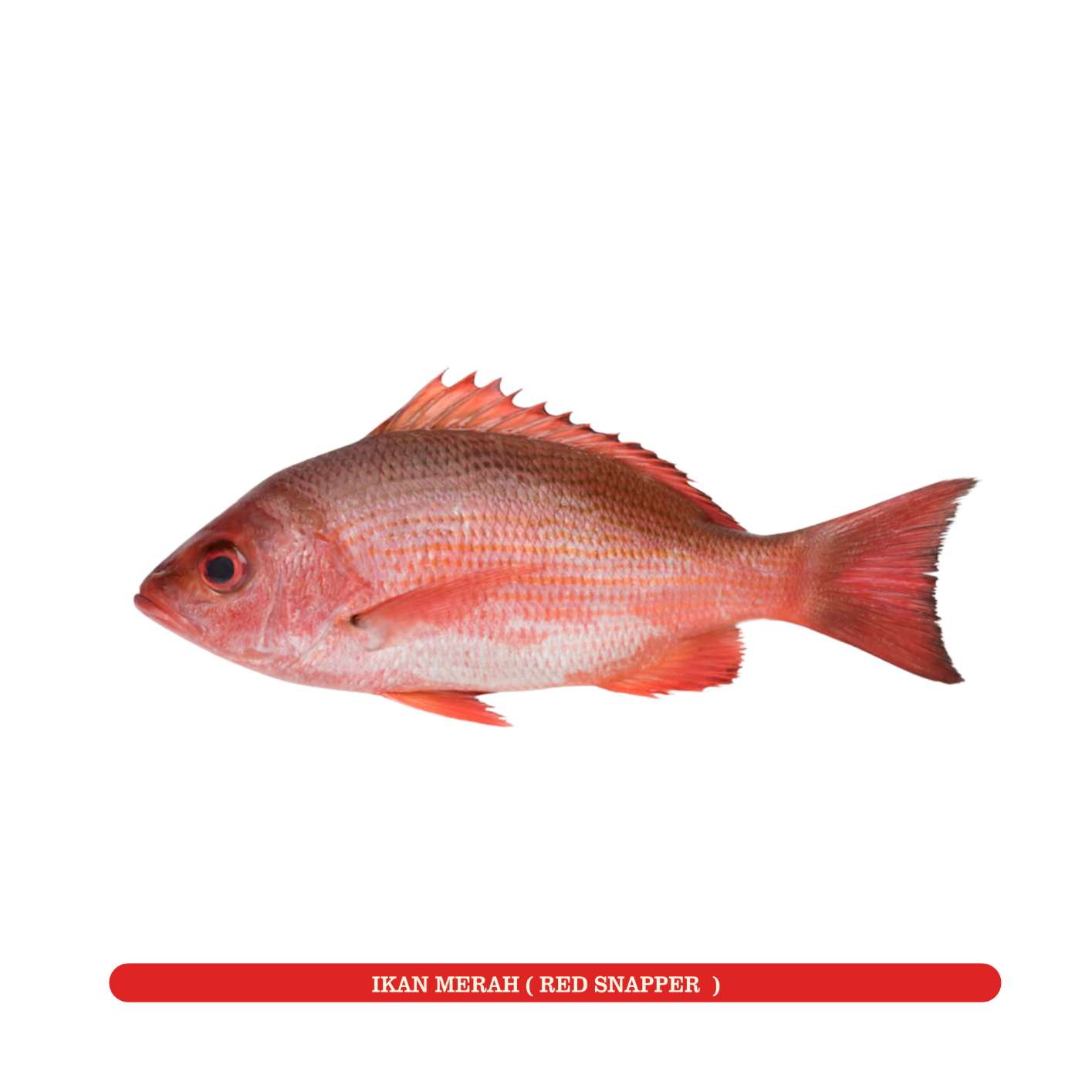 红鱼 Red Snapper